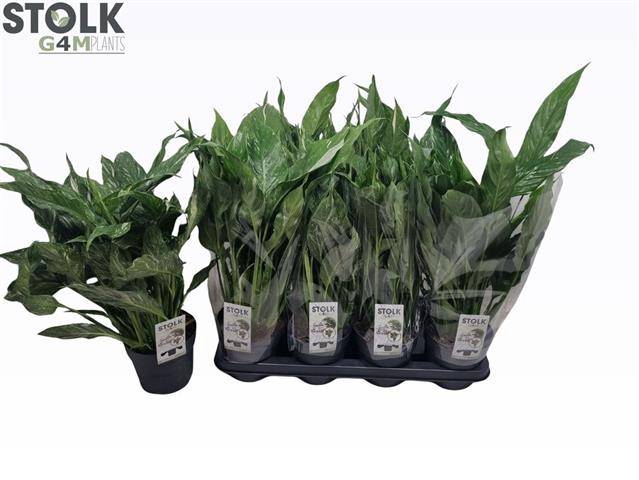 Spathiphyllum Diamond 14Ø 50cm