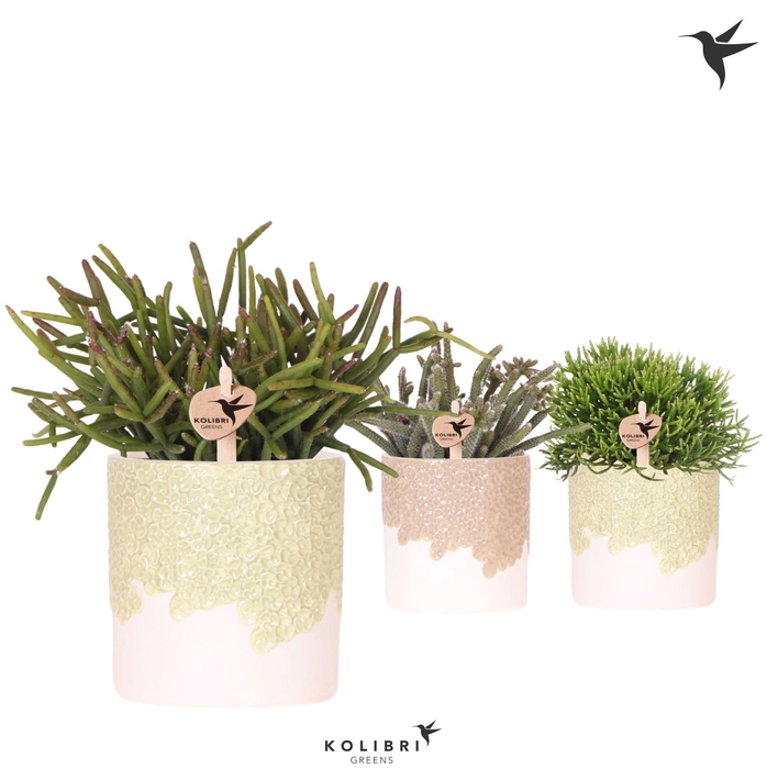 <h4>Kolibri Greens Rhipsalis mix in Bloom pot sand mix</h4>