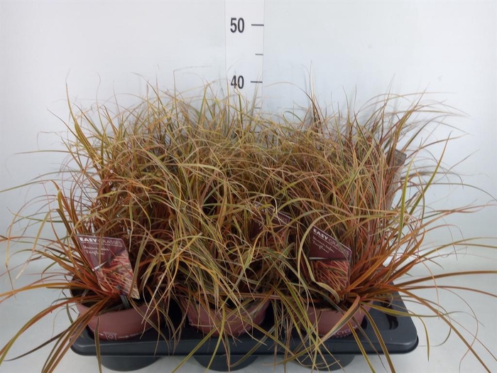 <h4>Uncinia rubra 'Everflame'</h4>