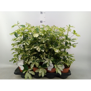 Schefflera arbor. 'Charlotte'