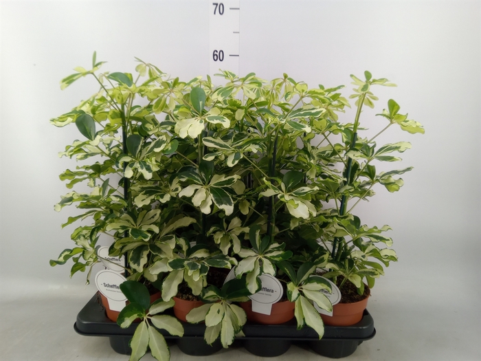 <h4>Schefflera arbor. 'Charlotte'</h4>
