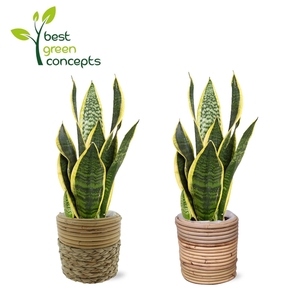 ARR SANSEVIERIA