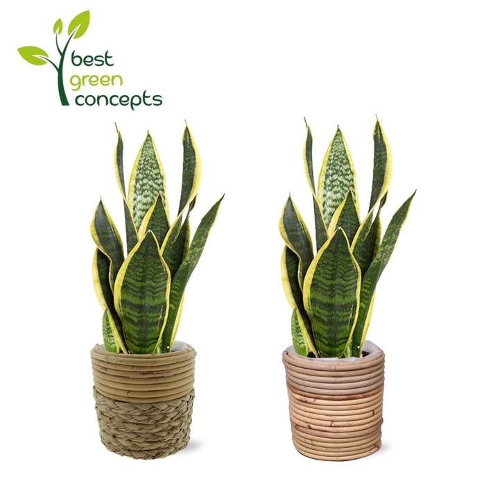 <h4>ARR SANSEVIERIA</h4>