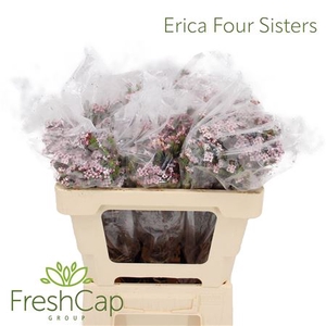Erica Four Sisters