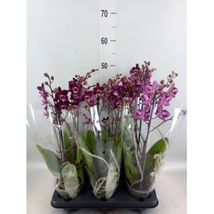 Phalaenopsis multi.   ...red