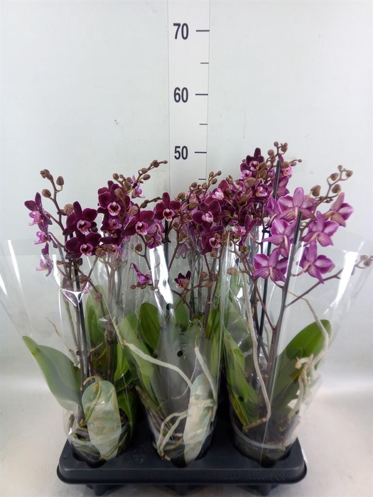 <h4>Phalaenopsis multi. ...red</h4>