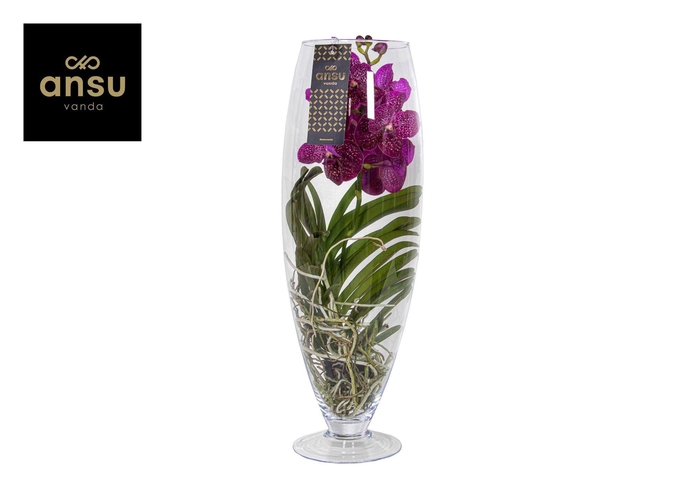 <h4>Vanda Champagne Pink/Cerise/Fuchsia</h4>