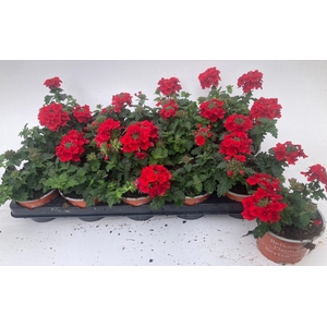 VERBE LASCAR RED