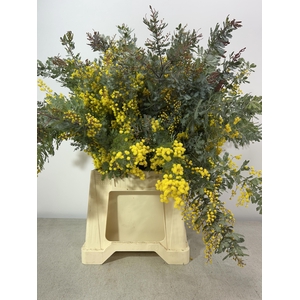 ACACIA BAILEYANA PB BLOEI