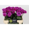 Dahlia Purple Fox