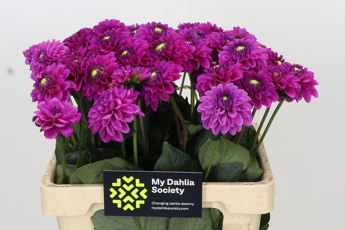 <h4>Dahlia Purple Fox</h4>