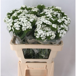 DI BARB ALDO WHITE 55