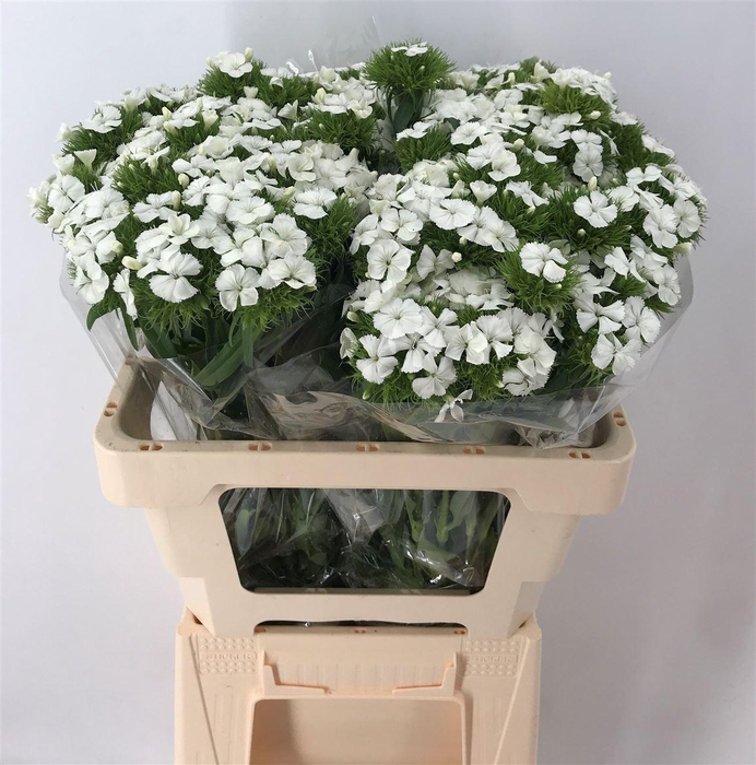 <h4>DI BARB ALDO WHITE 55</h4>