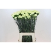 Dianthus St Lady Midori