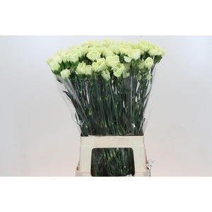 Dianthus St Lady Midori