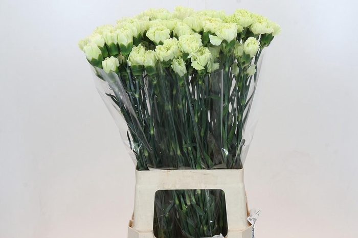 <h4>Dianthus St Lady Midori</h4>