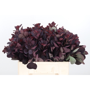 Cotinus Blad