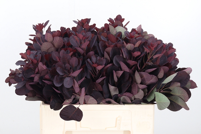 <h4>Cotinus Blad</h4>