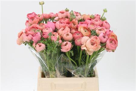 <h4>Ran El Salmon</h4>