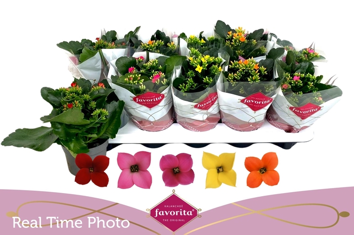 <h4>KAL EN GEM 5 KL</h4>