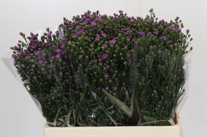 <h4>Aster Baby Pink</h4>