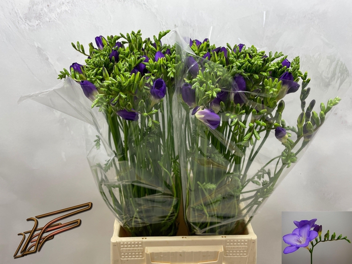 <h4>FR EN MERCURIUS</h4>