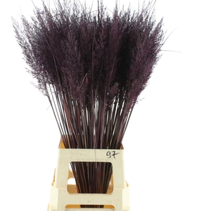 Calamagrostis Brachy Aubergine