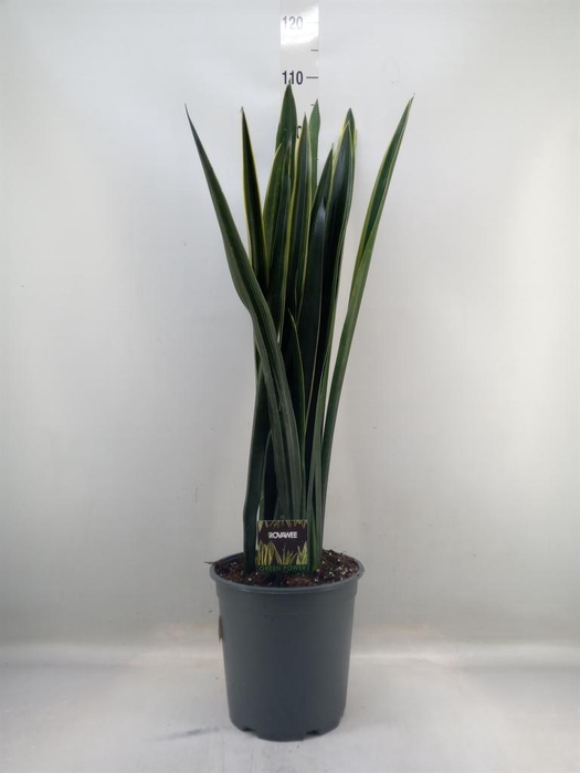 <h4>Sansevieria ...</h4>