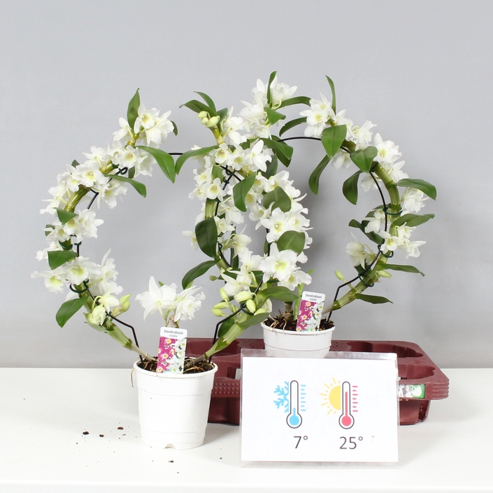 <h4>DENDR N SC APOLLON</h4>