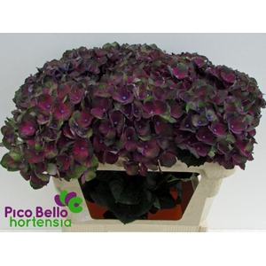 Hydrangea mag charlotte blue