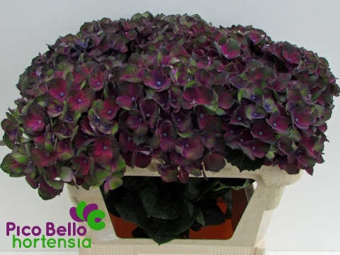 <h4>Hydrangea mag charlotte blue</h4>