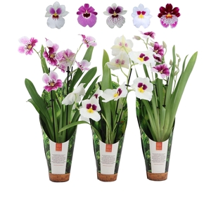 Miltoniopsis   ...mix