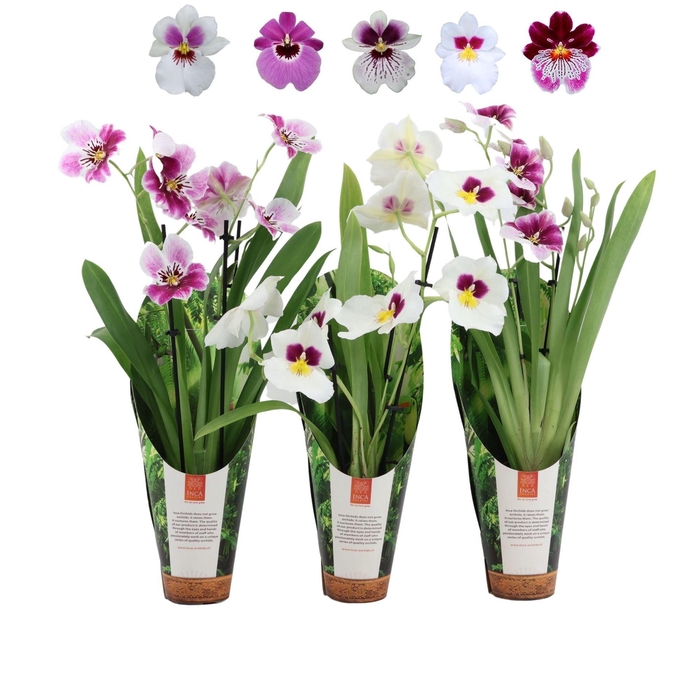 <h4>Miltoniopsis   ...mix</h4>
