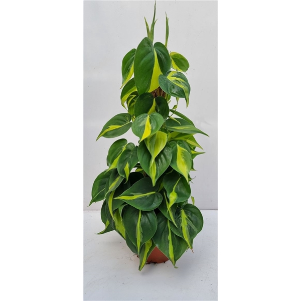 Philodendron Brasil Mosstok
