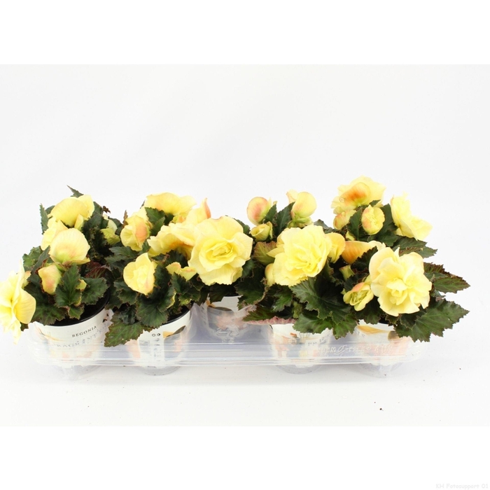 <h4>Begonia Fragrant Falls Lemon</h4>