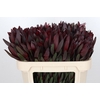 Leucadendron Saf Sunset Dark R.