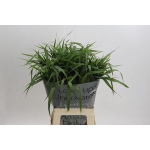 Panicum Fountain