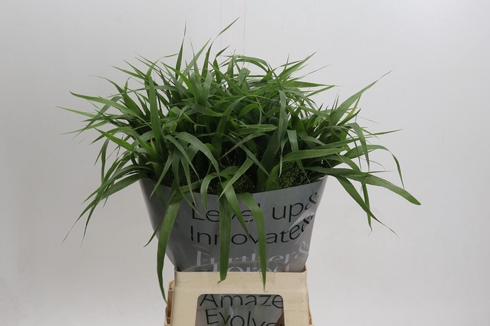 <h4>Panicum Fountain</h4>