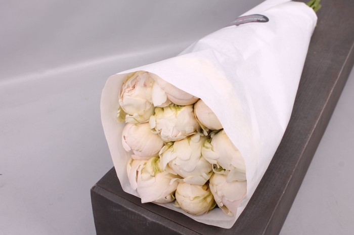 <h4>Paeonia Brother Chuck | Heavy Quality</h4>