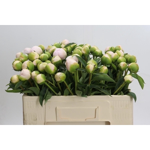 Paeonia Chiffon Parfait