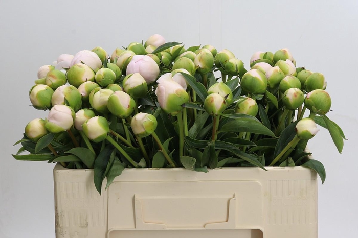 Paeonia Chiffon Parfait