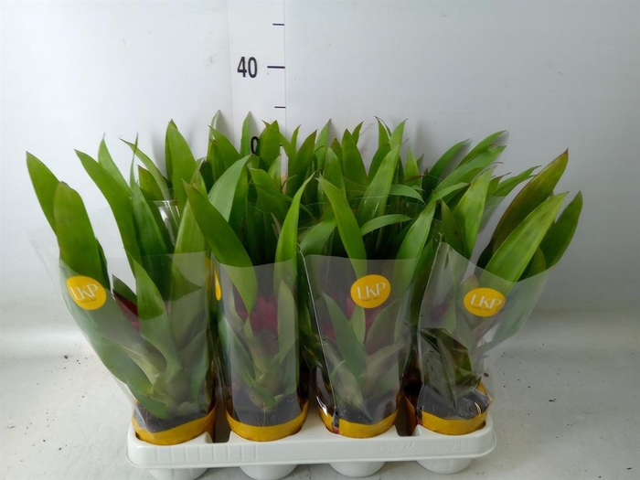 <h4>Guzmania  'Blitz'</h4>