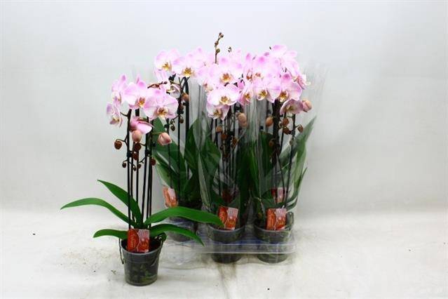 <h4>Phal El Cascade</h4>