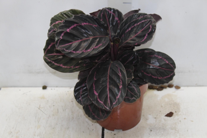 <h4>CALATHEA ROSEA PICTA DOTTIE P17</h4>