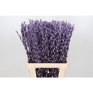 Salix Caprea Snow Flake P. Milka