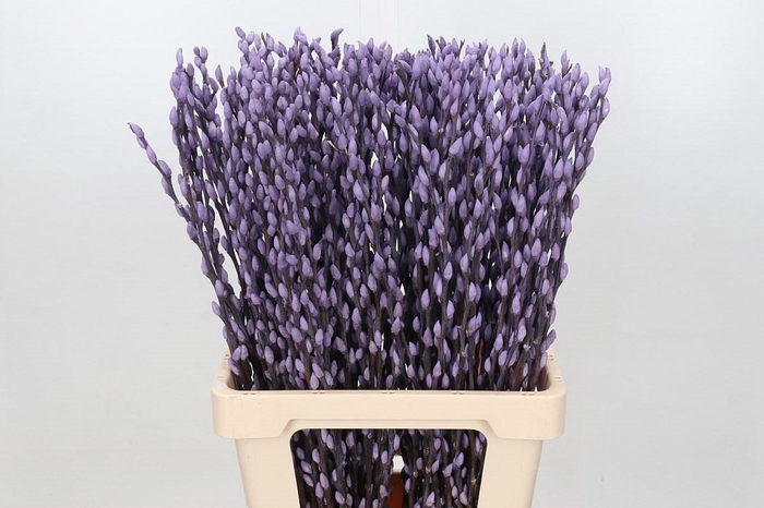 <h4>Salix Caprea Snow Flake P. Milka</h4>