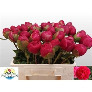 Paeo L Com Performan