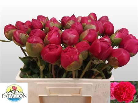 <h4>Paeo L Com Performan</h4>