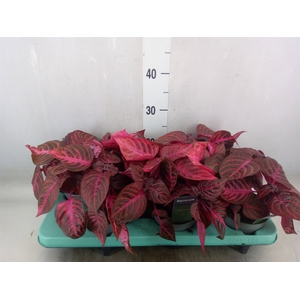 Iresine herbstii 'Rich Redstar'
