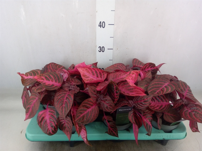 <h4>Iresine herbstii 'Rich Redstar'</h4>